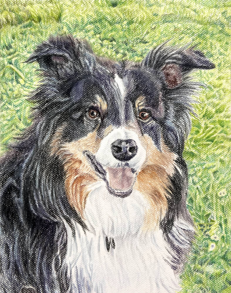 Pet portrait in color pastel pencil by Portland, Maine pet portrait artist, Dominic White